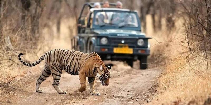 Golden Triangle with Ranthambore Wildlife Safari